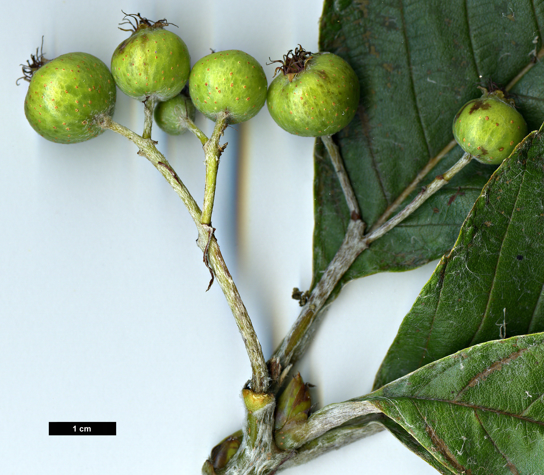 High resolution image: Family: Rosaceae - Genus: Sorbus - Taxon: hedlundii